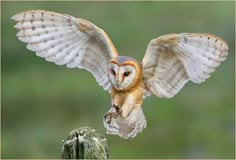 an owl spreads its wings as it perches on a post