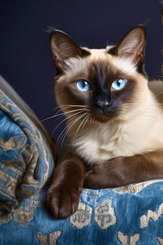 A Siamese cat striking a pose, reminiscent of a famous movie scene. Good Names, Iconic Movie Characters, Tonkinese Cat, Tonkinese, Siamese Kittens, Creative Names, Cat Stands, Cat Pose, Modern Cat