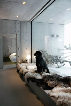 a dog is sitting on some fur in a room