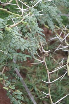 a bird perched on top of a tree branch next to green grass and dirt ground