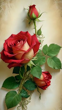 two red roses with green leaves on a white background