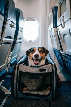 a dog sitting in an airplane seat with its mouth open and tongue out, looking at the camera