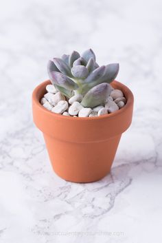 a small succulent in a clay pot on a marble countertop with white pebbles