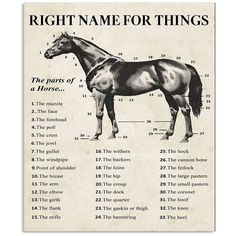 a poster with the words right name for things in front of a horse's body