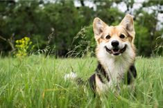 a dog is sitting in the tall grass and looking at the camera with his mouth open