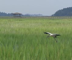 a bird flying over a lush green field next to a wooden structure in the distance