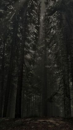 the sun shines through the foggy trees in this dark and gloomy forest