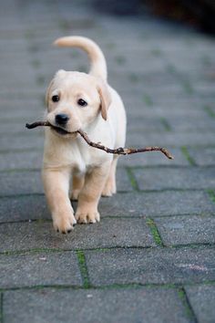 a small dog carrying a stick in its mouth on the sidewalk with it's front paws