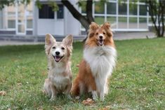 two dogs are sitting in the grass outside