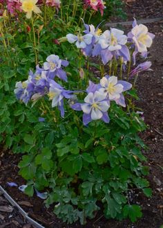 blue and white flowers are growing in the garden