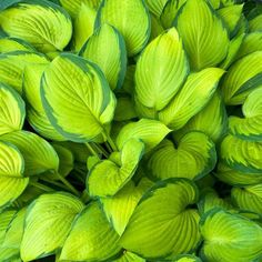 green leaves are growing in the garden