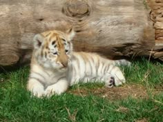 a baby tiger laying in the grass next to a log