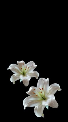 two white lilies are floating in the air