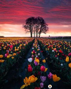 a field full of tulips and trees under a cloudy sky with the sun setting