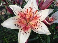 a white and red flower is blooming in the garden