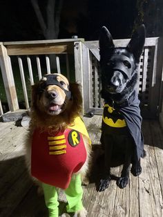 Cute & Creative Dog Costumes For Halloween Dog Costumes Black Dogs, Dog Costumes For Black Dogs, Batman And Robin Dog Costume, Costume To Do With Your Dog, Batman Dog Costume Diy, Last Minute Dog Costume, Dog Hollowed Costumes, Black Dog Halloween Costumes With Owner, Dog Pair Halloween Costumes