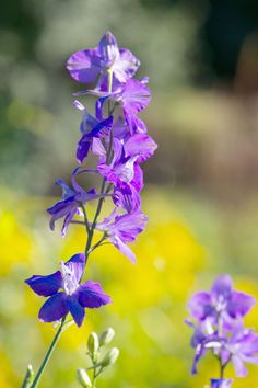 purple flowers are blooming in the garden