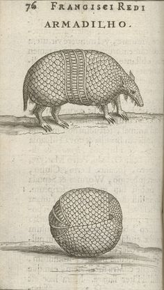 an old book with drawings of armadillos