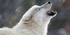 a white wolf with its mouth open and it's head up to the sky