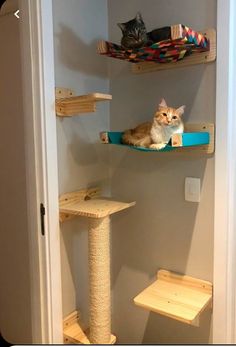 a cat sitting on top of a wooden shelf next to a bird feeder in a room