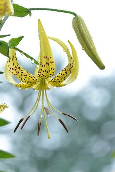 a yellow flower with brown spots hanging from it's center and green leaves in the background