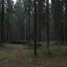 a forest filled with lots of tall trees and lush green grass on top of it