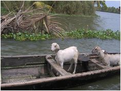 two goats are standing on the back of a boat in the water near some vegetation