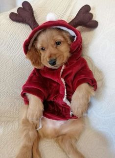 a small dog wearing a reindeer costume on top of a bed