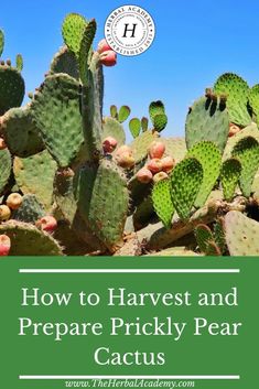 a cactus with the words how to harvest and prepare pricky pears on it