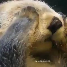 a close up of a polar bear's face