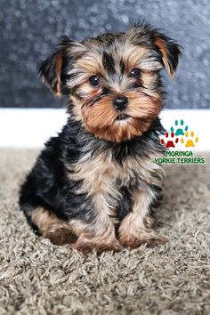 a small brown and black dog sitting on top of a carpet next to a wall