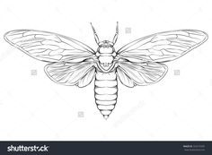 a black and white drawing of a moth on a white background stock photo - image