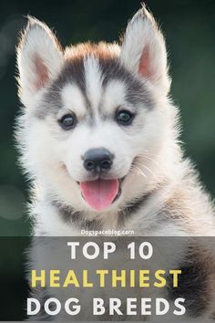 a husky dog with the title top 10 healthest dog breeds