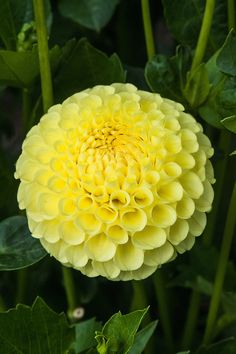 a large yellow flower surrounded by green leaves