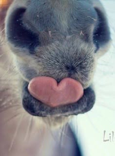 a close up of a dog's nose with its tongue sticking out