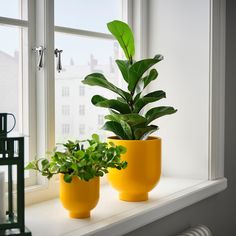 two potted plants sitting on top of a window sill next to each other