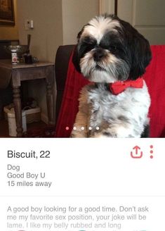 a dog sitting on top of a red chair