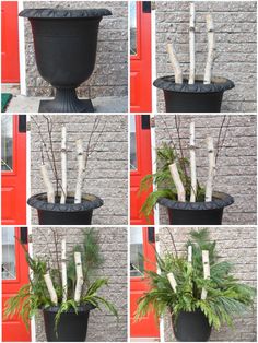 several pictures of different types of trees in a pot