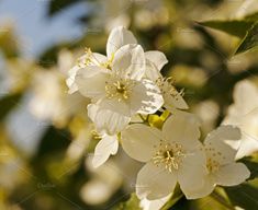 white flowers are blooming on the tree