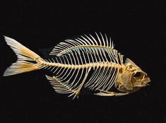 a fish skeleton is shown in the dark with its head turned to look like it has been