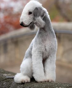 a white poodle sitting on top of a tree branch next to a stone wall