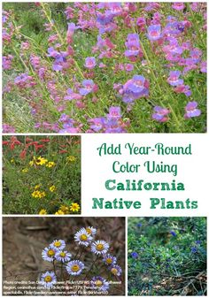 wildflowers and other plants with the words, add year - round color using california native plants