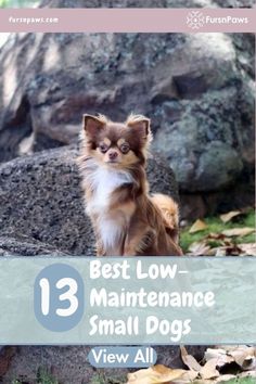 a small dog is standing on its hind legs with the words, best low maintenance small dogs