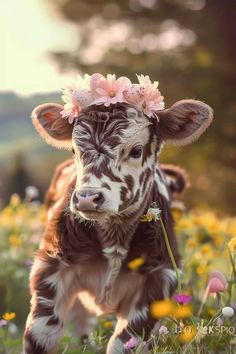 a baby cow wearing a pink flower crown in a field of wildflowers and daisies