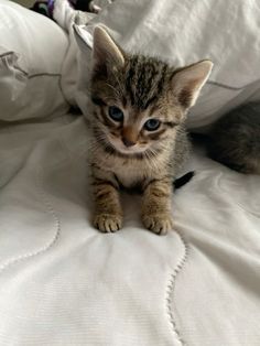 a small kitten sitting on top of a bed