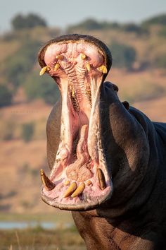 the hippopotamus has its mouth open and is showing it's teeth