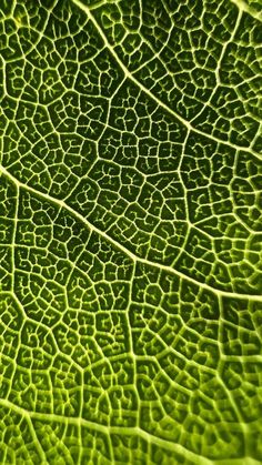 a close up view of a green leaf's vein, with the light shining on it