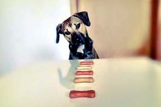 a dog sitting at a table with some food in front of him