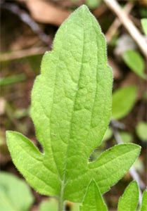 a close up of a green leaf on a plant