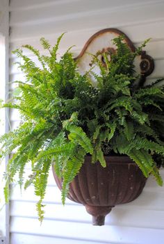 a potted plant hanging from the side of a house